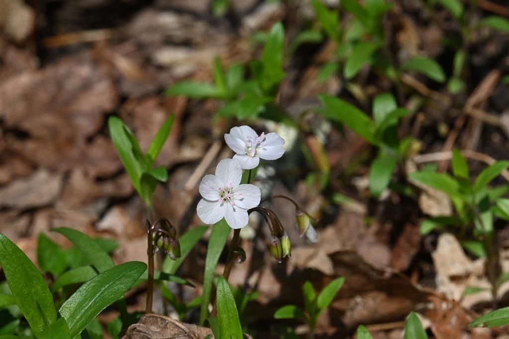 2025-04246532 Acton Arboretum, MA.JPG - Virginia Spring Beauty. Acton Arboretum, MA, 4-24-2025